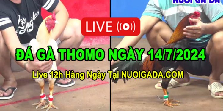 Đá gà campuchia trực tuyến CPC3 ngày 14/7/2024