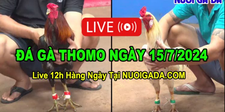 Live Giải đá gà tự do CPC3 Thomo hôm nay trực tuyến 15/7/2024