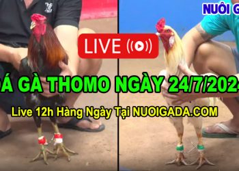 Live đá gà CPC3 Campuchia mới nhất ngày 24/7/2024