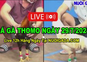 Live đá gà cựa sắt mới nhất từ CPC3 ngày 29/7/2024