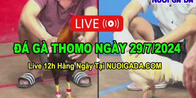 Live đá gà cựa sắt mới nhất từ CPC3 ngày 29/7/2024