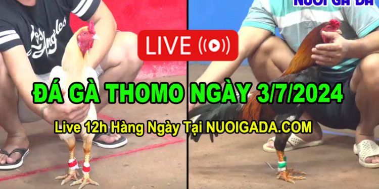 Live đá gà trực tiếp mới nhất CPC3 ngày 3/7/2024