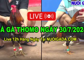 Trực tiếp đá gà online CPC3 hôm nay ngày 30/7/2024