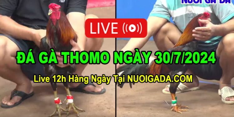 Trực tiếp đá gà online CPC3 hôm nay ngày 30/7/2024