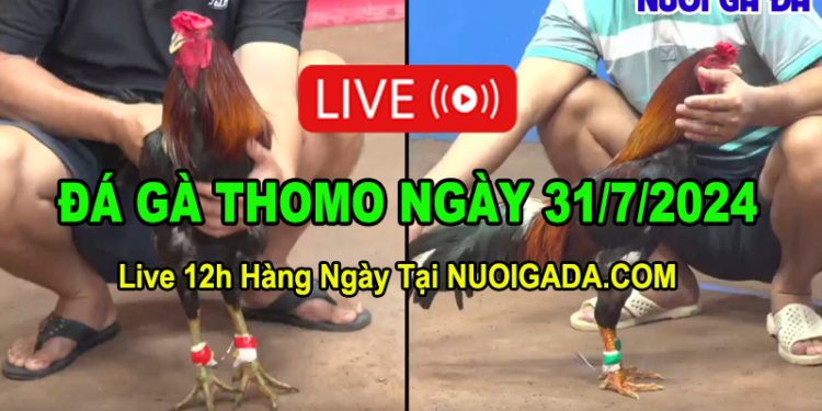 Xem đá gà trực tiếp CPC3 hôm nay 31/7/2024