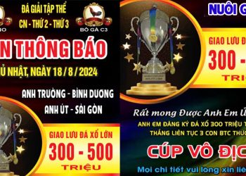 Trực Tiếp Giải Đá Gà Vô Địch Cup Thomo CPC3 18/08/2024
