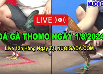 Live đá gà trực tuyến CPC3 Campuchia ngày 1/8/2024