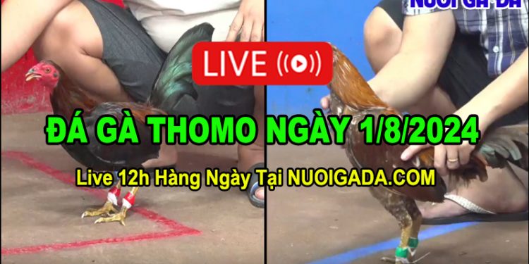 Live đá gà trực tuyến CPC3 Campuchia ngày 1/8/2024