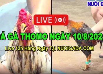 Clip Đá Gà Campuchia CPC3 HD Ngày 10/08/2024