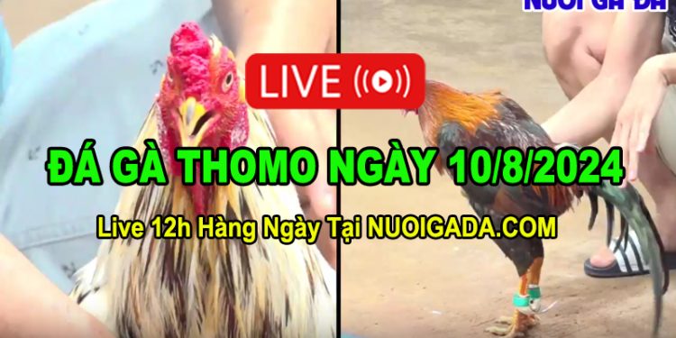 Clip Đá Gà Campuchia CPC3 HD Ngày 10/08/2024