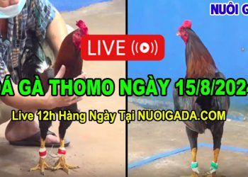 Clip Đá Gà Thomo CPC3 Chất Lượng HD 15/08/2024