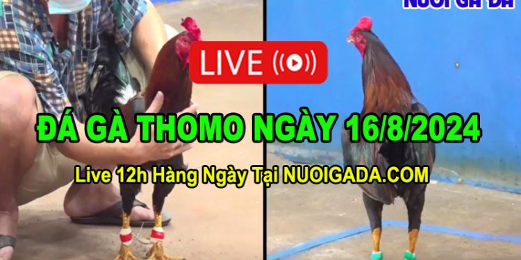 Trực Tuyến Đá Gà CPC3 Campuchia Ngày 16/08/2024