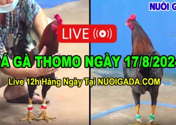 Đá Gà Cựa Sắt CPC3 HD Đầy Đủ Ngày 17/08/2024