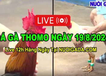 Clip Đá Gà Campuchia CPC3 Mới Nhất 19/08/2024