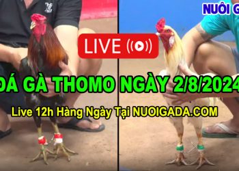 Trực Tiếp Đá Gà Cựa Sắt CPC3 Hôm Nay 02/08/2024