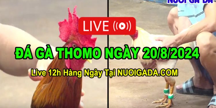 Video Đá Gà Cựa Sắt CPC3 HD Ngày 20/08/2024