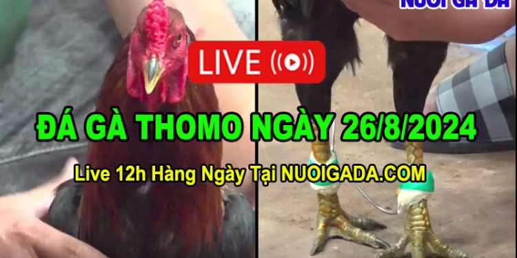 Xem Đá Gà Cựa Sắt CPC3 Hôm Nay 26/08/2024