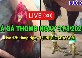 Trực Tiếp Đá Gà Campuchia CPC3 HD 31/08/2024