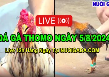 Clip Đá Gà Cựa Sắt CPC3 Chất Lượng HD 05/08/2024