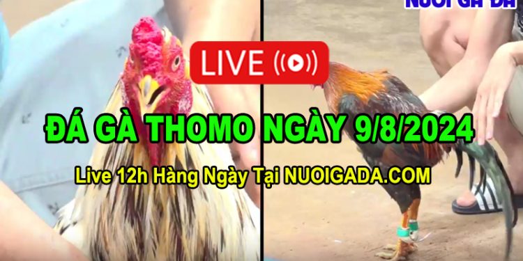 Trực Tiếp Đá Gà Thomo CPC3 Mới Nhất 09/08/2024
