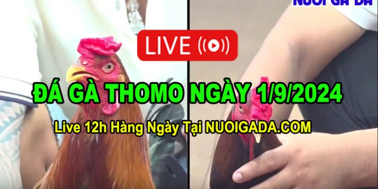Trực tiếp đá gà cựa sắt Thomo cực nét CPC3 01/09/2024