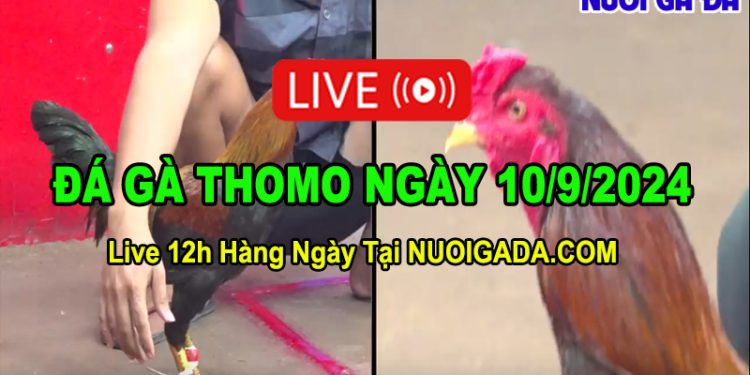 Đá gà Thomo hôm nay Full HD C3 10/09/2024