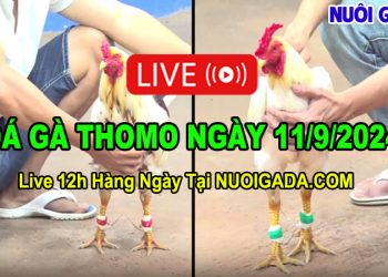 Đá gà cựa sắt Thomo cập nhật đầy đủ CPC3 11/09/2024