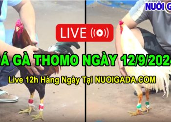 Đá gà Campuchia trực tiếp mới nhất C3 12/09/2024