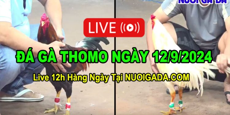 Đá gà Campuchia trực tiếp mới nhất C3 12/09/2024