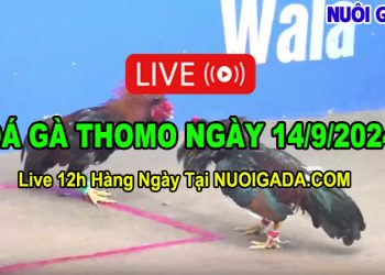 Đá gà cựa sắt Campuchia trực tiếp C3 14/09/2024