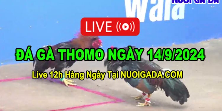 Đá gà cựa sắt Campuchia trực tiếp C3 14/09/2024