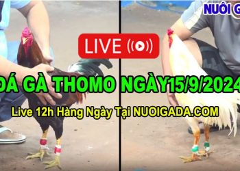 truc-tiep-da-ga-15-9-2024
