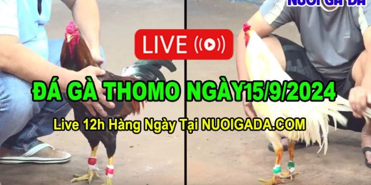 truc-tiep-da-ga-15-9-2024