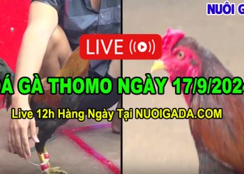 Đá gà Thomo Campuchia Full HD C3 17/09/2024