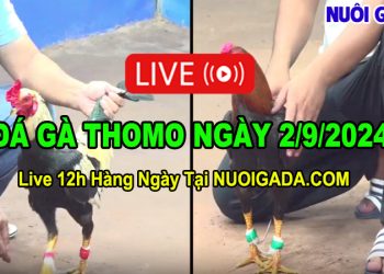 Đá gà Thomo Campuchia bình luận tiếng Việt CPC3 02/09/2024