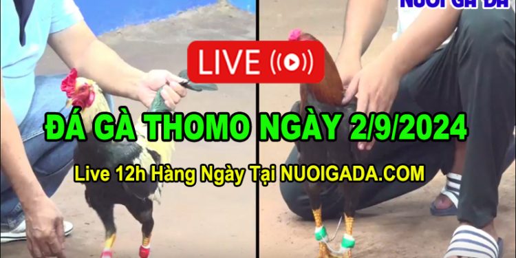 Đá gà Thomo Campuchia bình luận tiếng Việt CPC3 02/09/2024