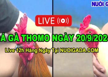 Đá gà cựa sắt Thomo full trận C3 20/09/2024