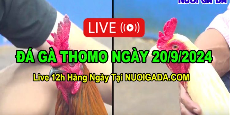Đá gà cựa sắt Thomo full trận C3 20/09/2024
