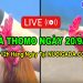 Đá gà cựa sắt Thomo full trận C3 20/09/2024