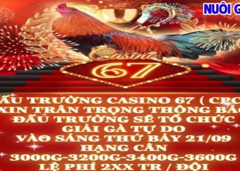 Coi video đá gà C3 tổng hợp ngày 21/09/2024