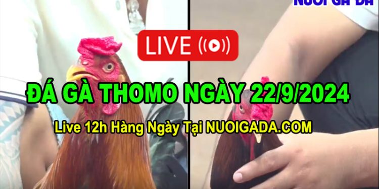 Đá gà cựa sắt Thomo Full HD C3 22/09/2024