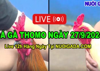 Đá gà Thomo cập nhật liên tục Full HD CPC3 27/09/2024