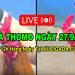 Đá gà Thomo cập nhật liên tục Full HD CPC3 27/09/2024