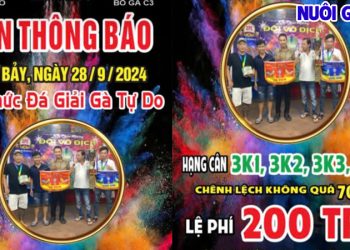 Trực tiếp giải đá gà tự do CPC3 28/09/2024