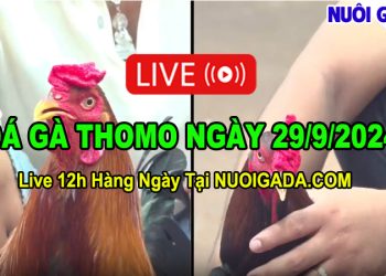 Đá gà Thomo Campuchia cực nét C3 29/09/2024