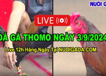 Cập nhật đá gà cựa sắt Thomo mới nhất C3 03/09/2024
