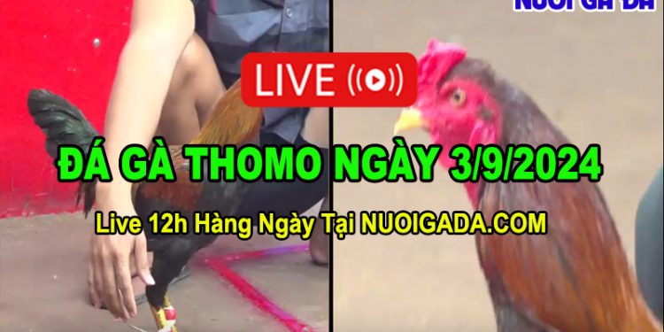 Cập nhật đá gà cựa sắt Thomo mới nhất C3 03/09/2024
