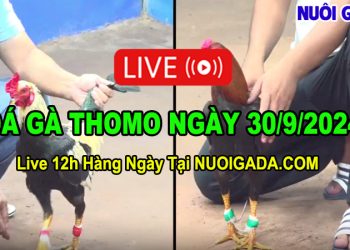 Đá gà cựa sắt Thomo Full HD C3 30/09/2024
