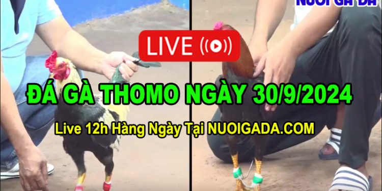 Đá gà cựa sắt Thomo Full HD C3 30/09/2024