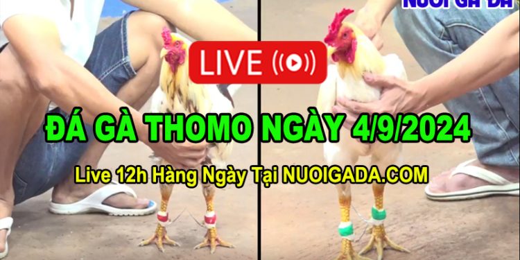 Trực tiếp đá gà Thomo cực nét cho sư kê C3 04/09/2024